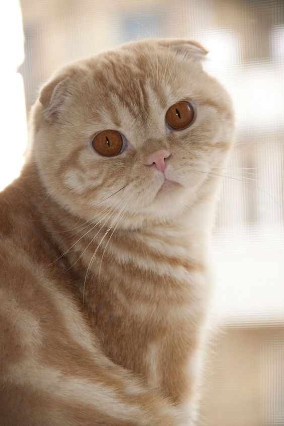 Самые смешные коты: фото породы шотландская вислоухая