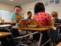 The School Cat