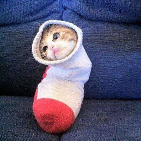 Мой хозяин - идиот!