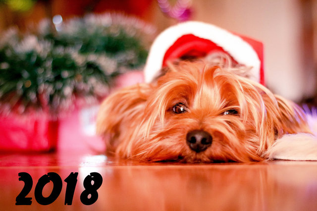 Мимимишного Нового года собаки 2018