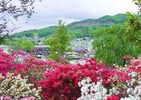 Japanese wisteria" in Ashikaga Flower Park
