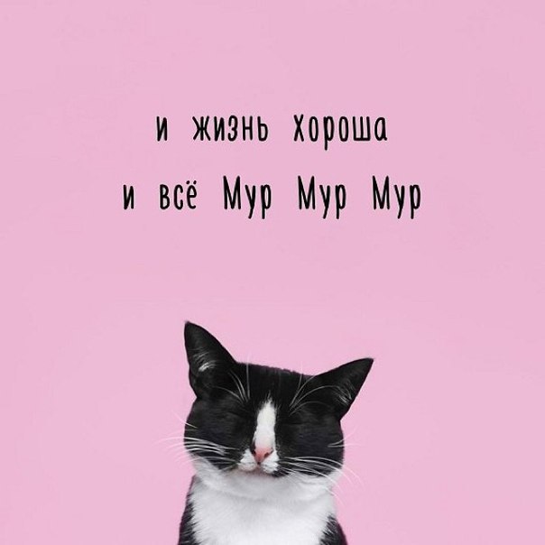 Жизнь мур! мур!