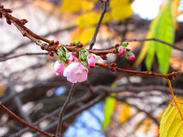 Фотофакт: на Закарпатье в ноябре зацвела сакура