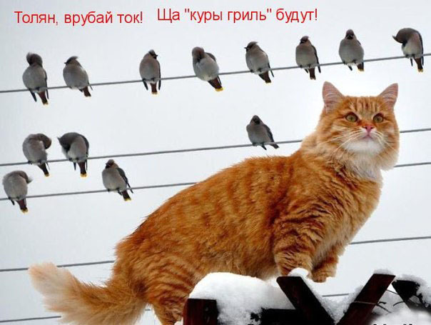 ТОП лучших котоматриц