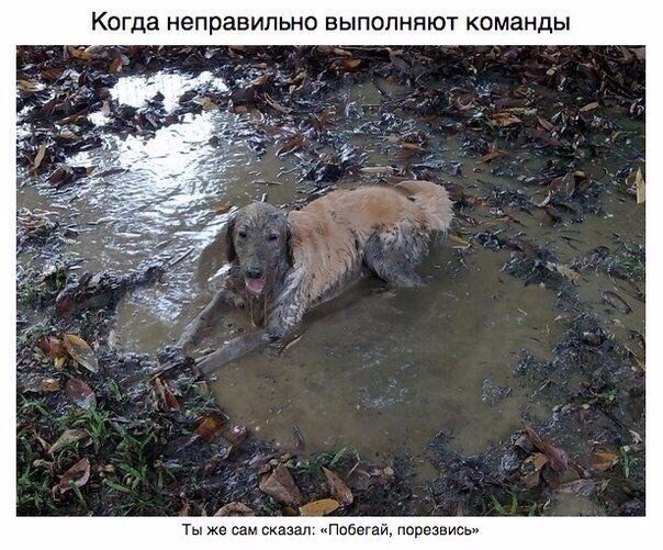 Милый пост про собак