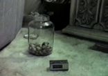 Умная мышь открывает банку