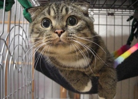 Говорите с кошками!