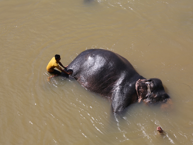 Дмитрий Каднай о Шри-Ланке: все, что вы не прочитаете в путеводителе об острове