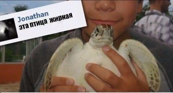 Подборка самых тупых комментариев в мире