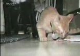 Голодный котенок