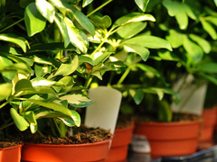 Як доглядати за шефлери?