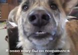 Дразним собаку