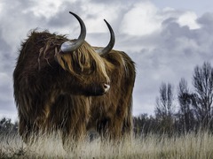 Китайский гороскоп на год Быка