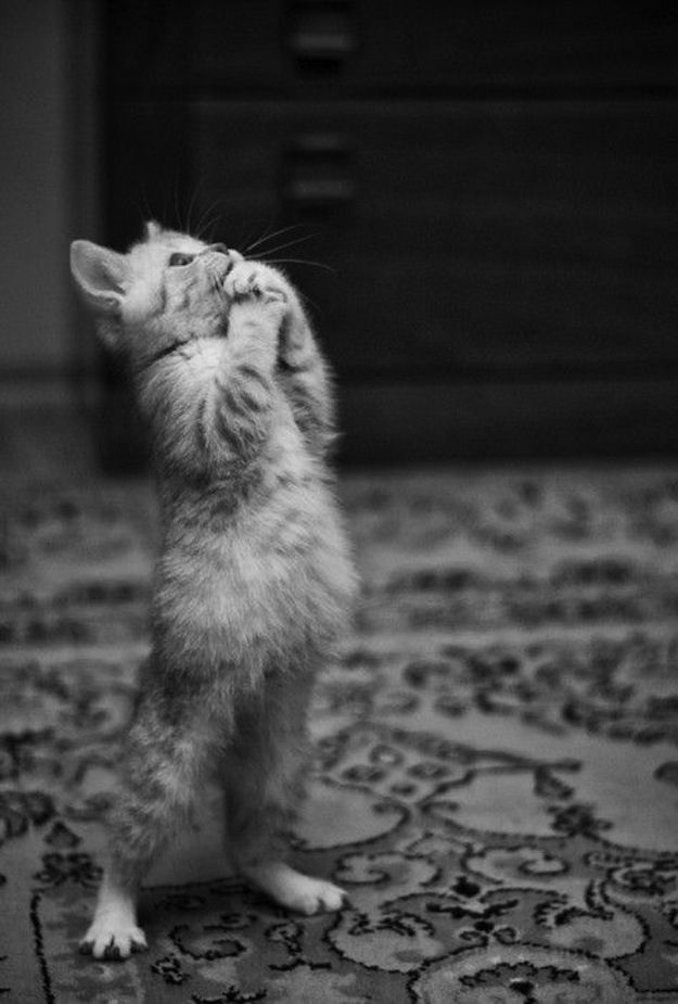Смешные приколы про котов