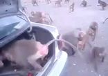 Лезут без очереди!