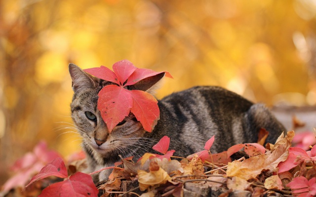 Котик в осенних дистьях