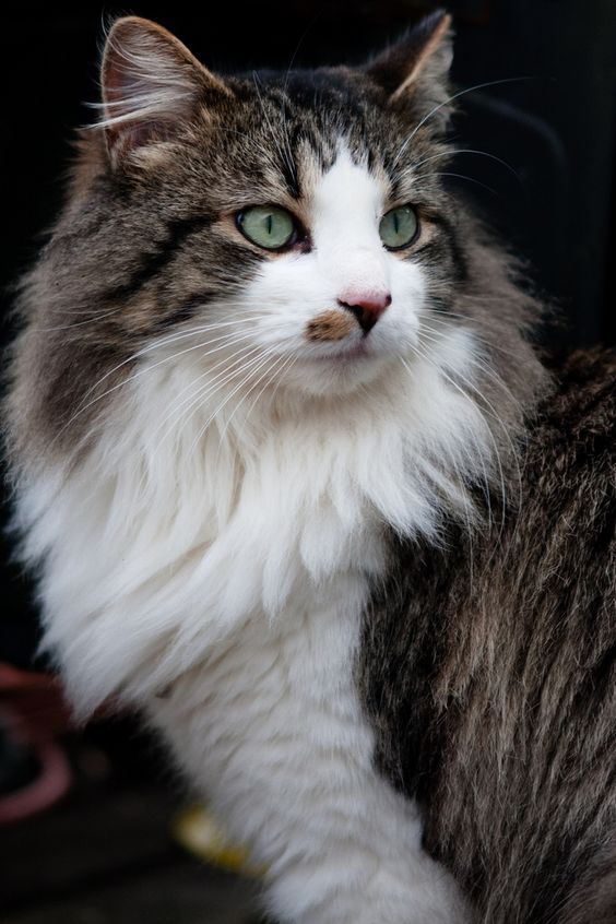 Усы, лапы и хвост: самые красивые коты в мире