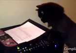 Коты и принтеры