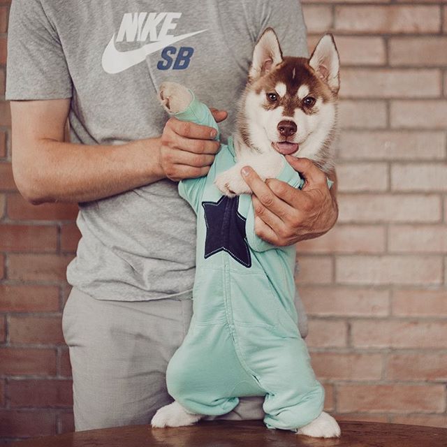 Хаскі в костюмах