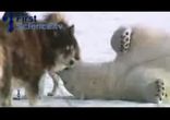 Полярный медведь)