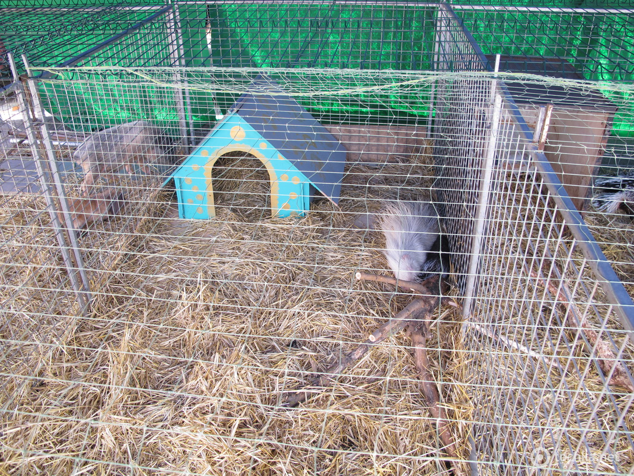 Цирк Кобзов