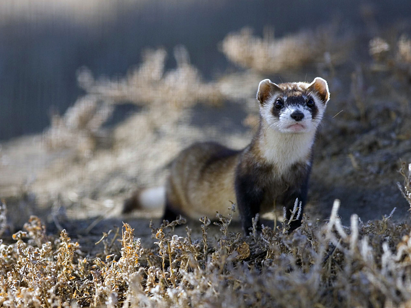 Домашние животные