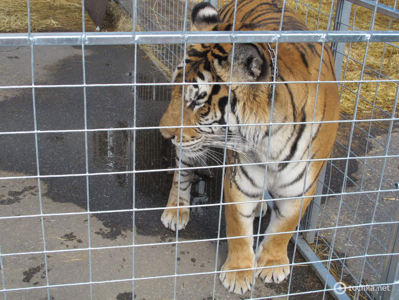 Цирк Кобзов