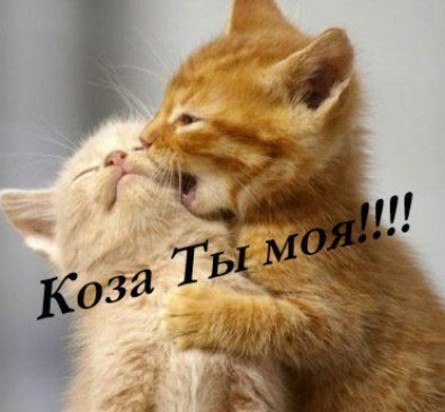 Пушистые котэ-няшки