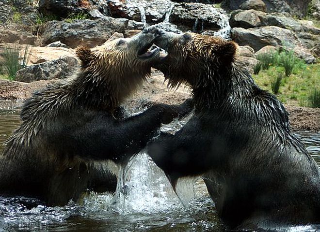 Как развлекаются медведи гризли: съемка скрытой камерой