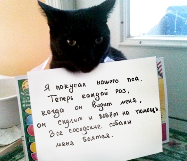 Чистосердечное призанание от котов-пакостников