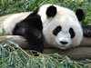 Панда - самый добрый мишка-вегетарианец
