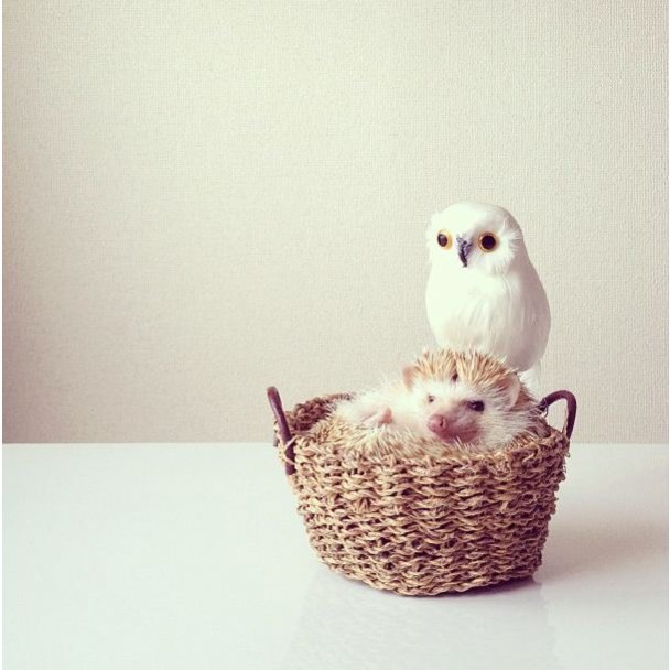 Самый милый ежик Instagram