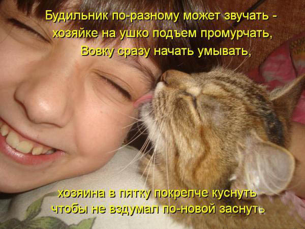 ТОП лучших котоматриц