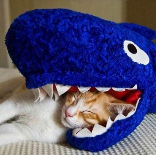 Жизненные фотоприколы