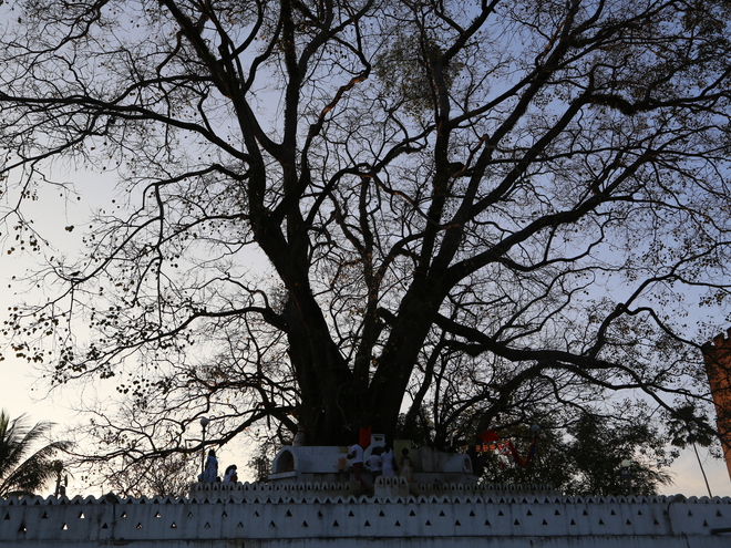 Дмитрий Каднай о Шри-Ланке: все, что вы не прочитаете в путеводителе об острове