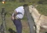 ослик