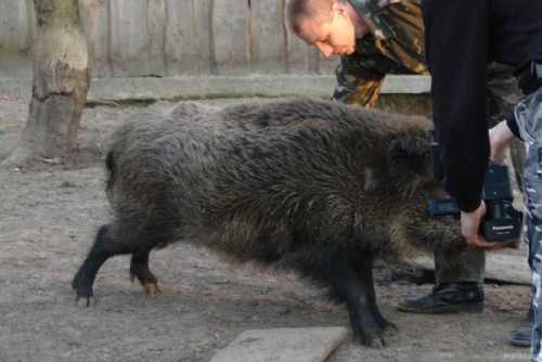 Животные из Чернобыля