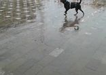 Самое счастливое создание на Земле!