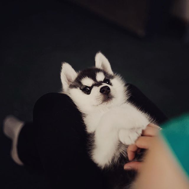 Цуценята Хаскі