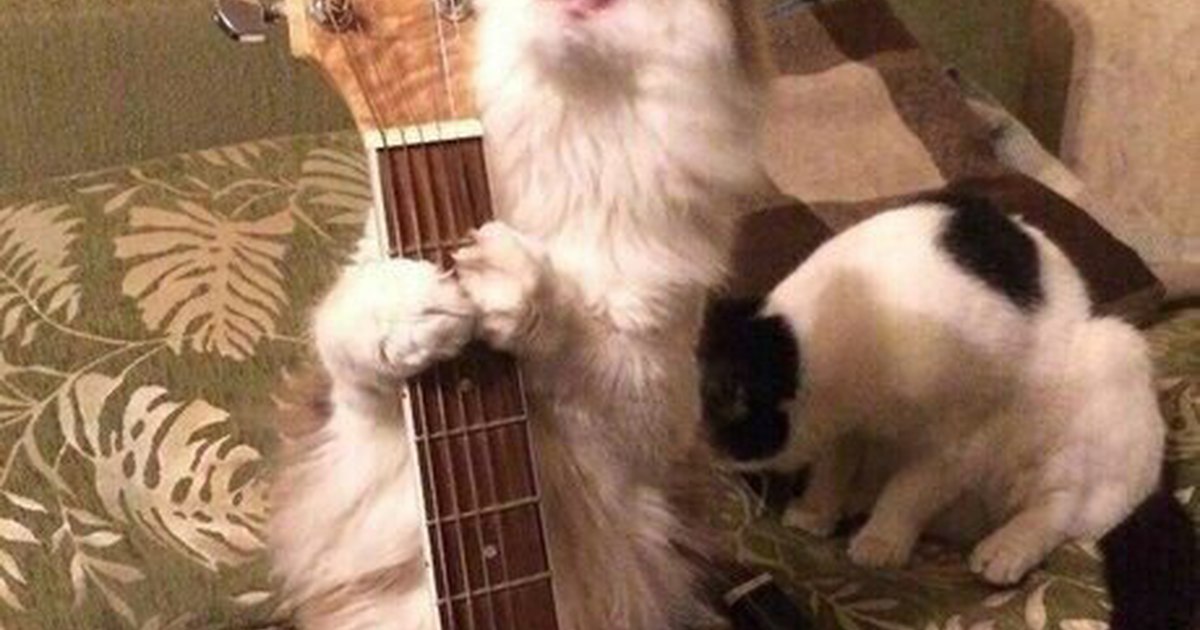 А не спеть мне песню кто поет. Кот поет о любви. Грустный поющий кот. Коты поют песни. Котики поют грустную песню.