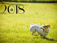 Спортивного Нового года собаки 2018
