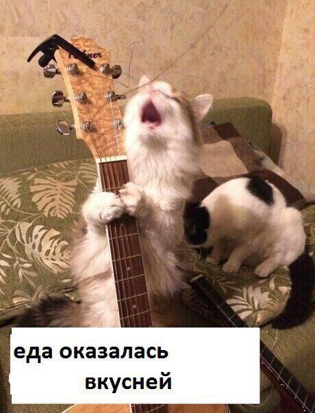 Грустная песня в исполнении кота