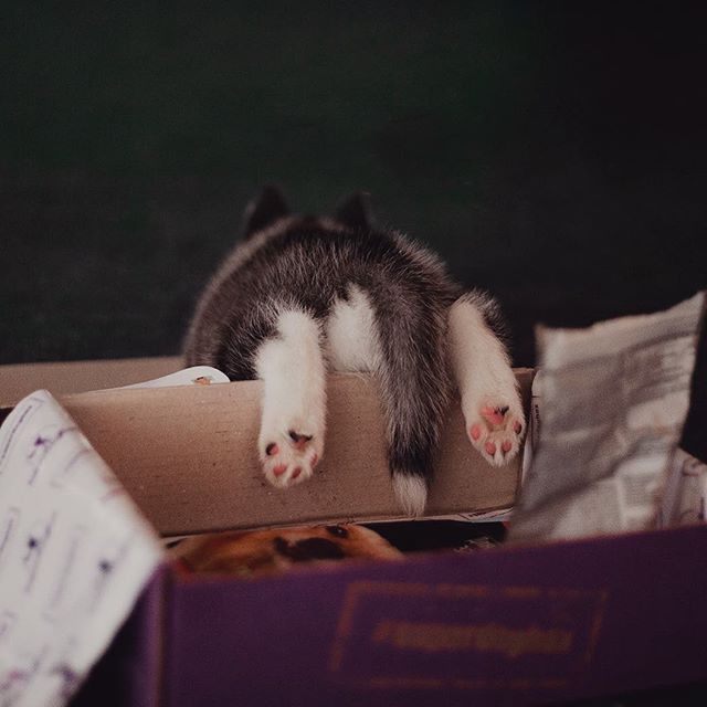 Цуценята Хаскі