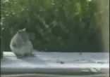 Ещё одни приколы про животных)))