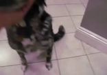 Кто съел коробку от пиццы!