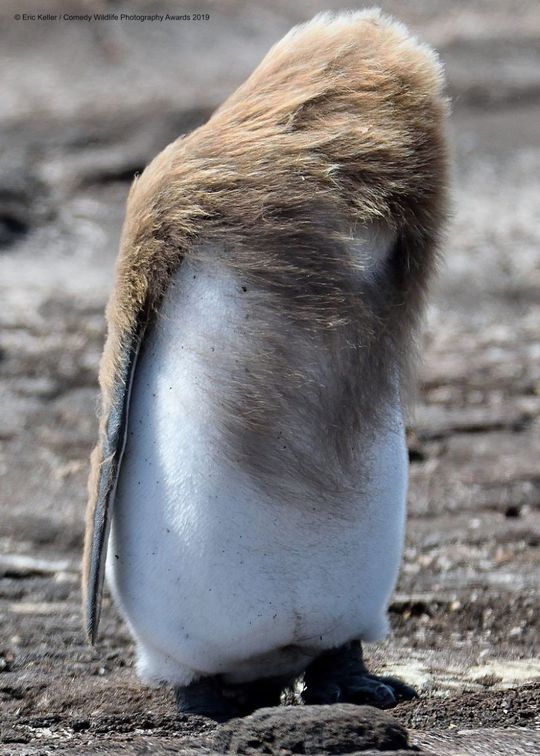 Comedy Wildlife Photography Awards