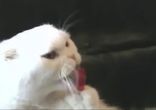 Ням ням ням