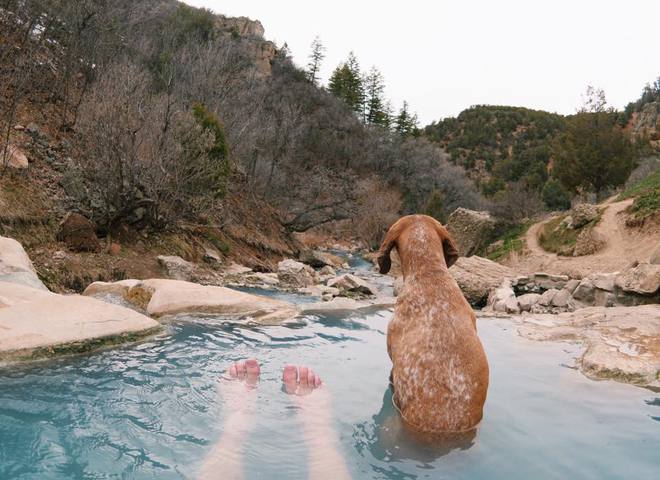Невероятные приключения собаки-путешественницы Мэдди по Америке