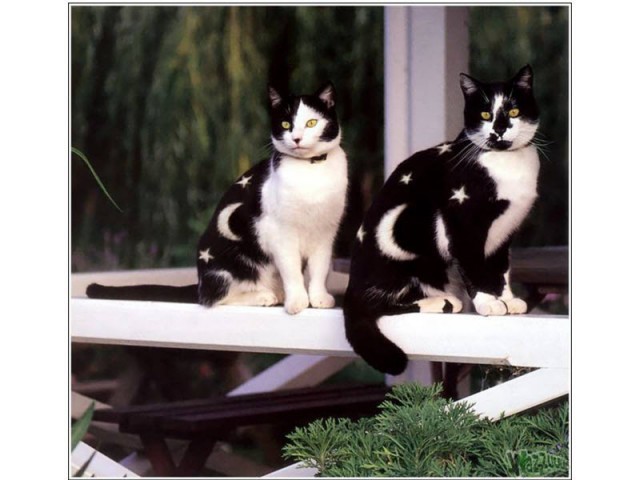 Раскрашенные коты