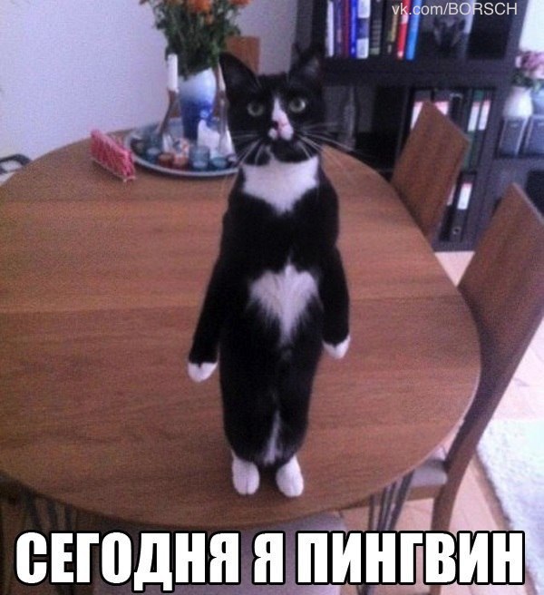 Прикол про котэ - пингвина